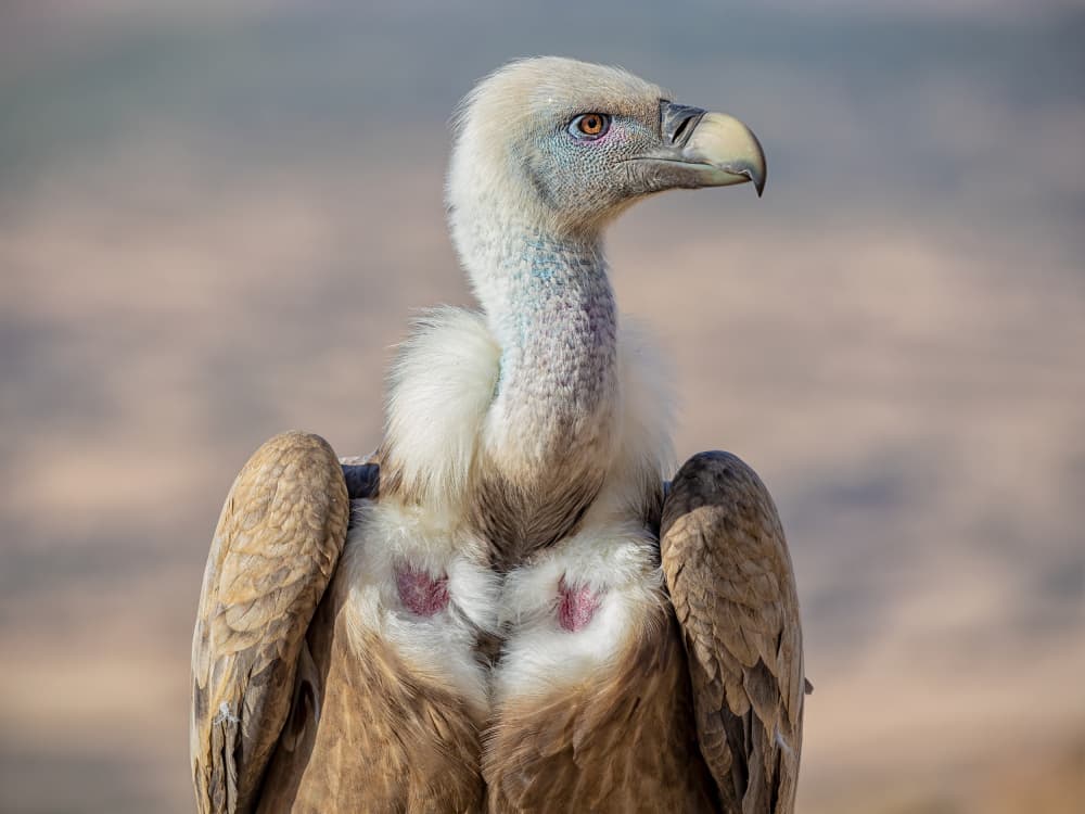 Majestic Desert Vulture by TONY GORAN — canvas wall art