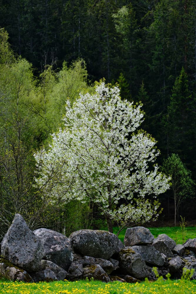 Spring Blossoms Stone Wall by Geertjan Plooijer — canvas wall art