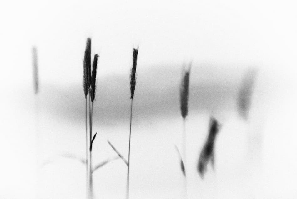 Serene Wheat Stalks by Codrin Lupei — canvas wall art