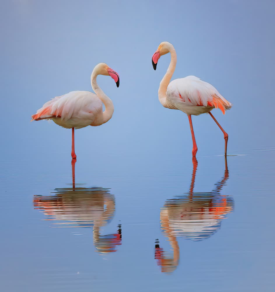 Graceful Flamingos Reflecting by Yuan Su — canvas wall art