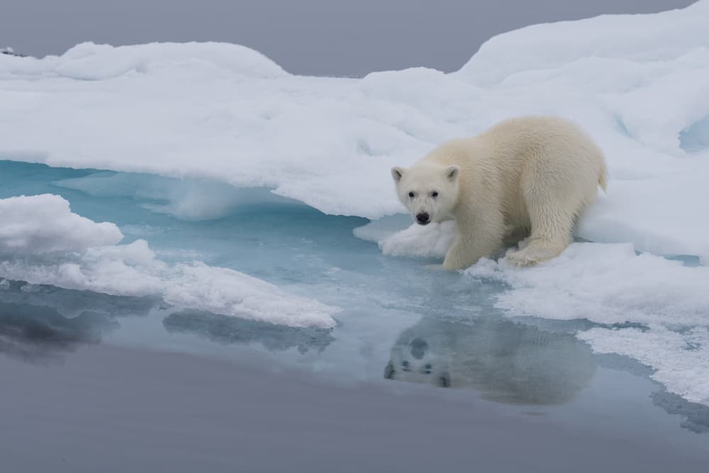 Arctic Polar Bear Reflection by Shobhit Chawla — canvas wall art