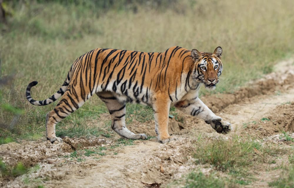 Majestic Tiger Stroll by Manish Nagpal — canvas wall art