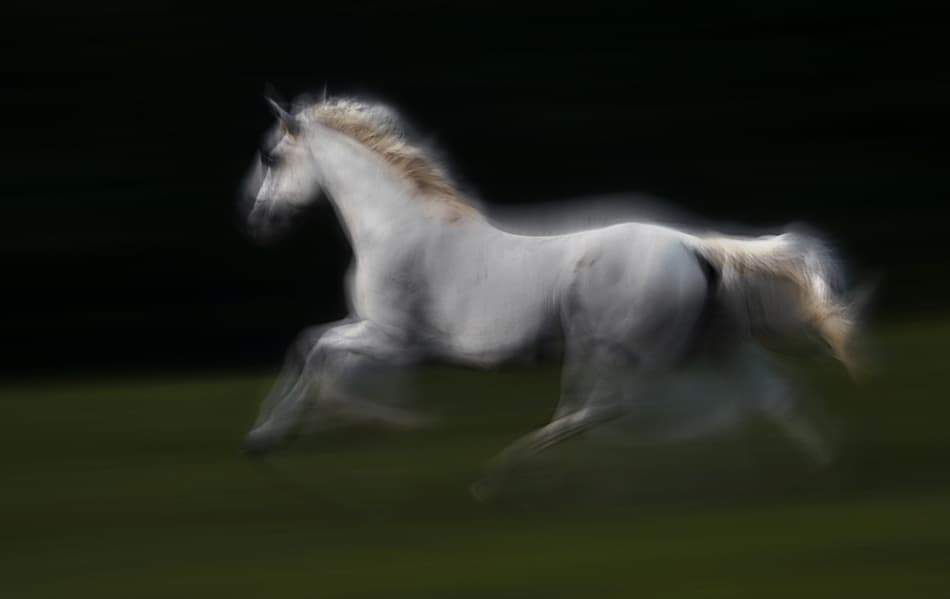 White Horse In Motion by Milan Malovrh — canvas wall art