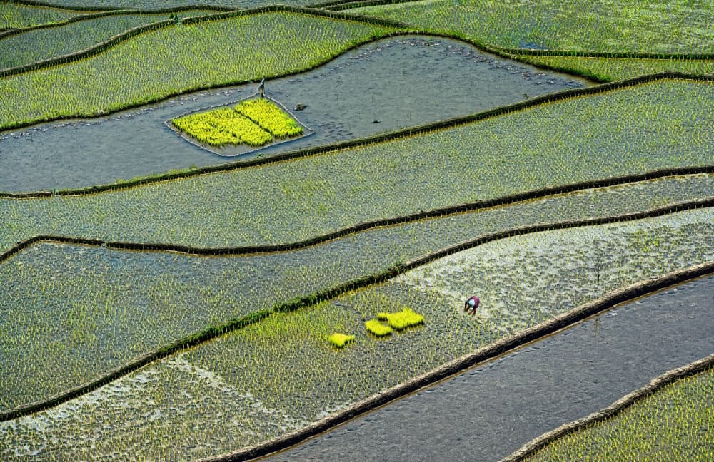 Vibrant Rice Terraces by Izidor Gasperlin — canvas wall art