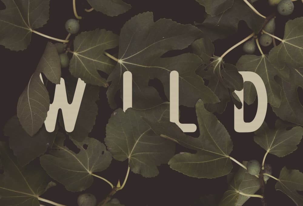 Wild Fig Leaves by Florent Bodart — canvas wall art