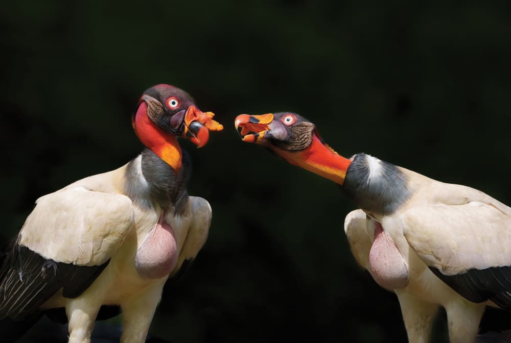 Vibrant King Vultures by Yun Gong — canvas wall art