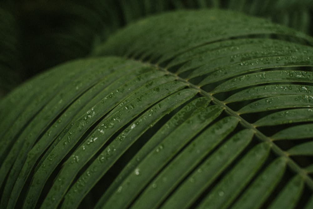 Wet Tropical Leaf by Claudia Casal — canvas wall art