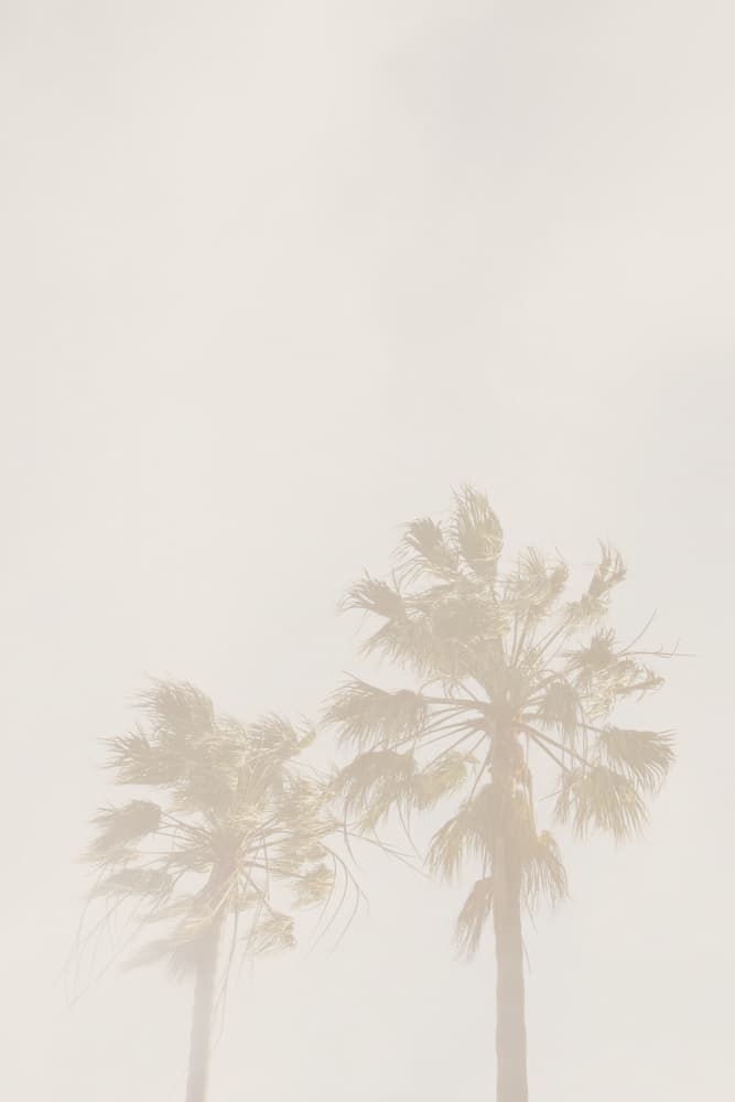 Soft Summer Palms by Oju Design — canvas wall art