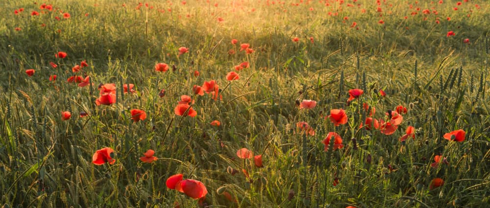 Poppy World II by Stefan Hefele — canvas wall art