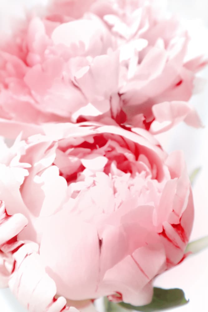 Soft Pink Peonies by Rosana Laiz Blursbyai — canvas wall art