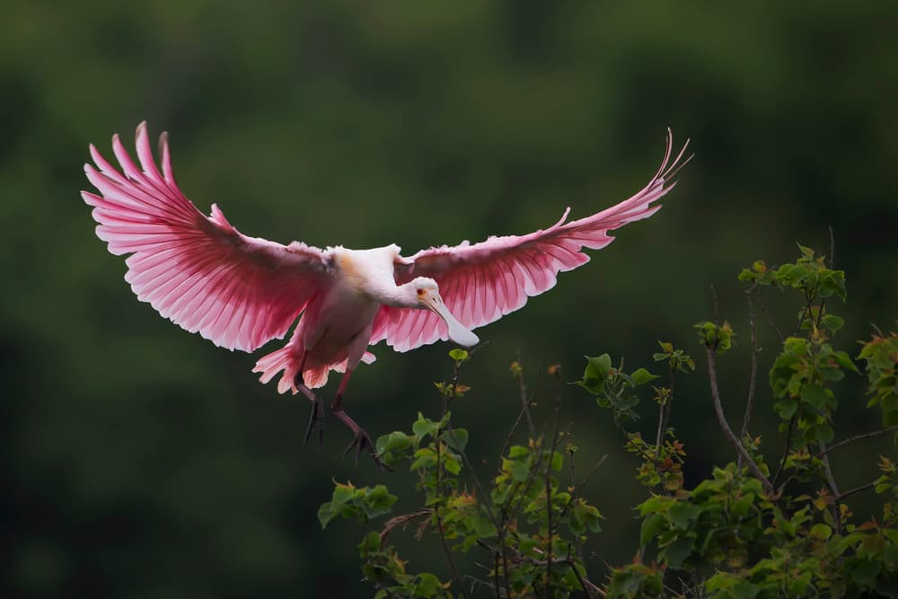 Pink Spoonbill in Flight by Phillip Chang — canvas wall art