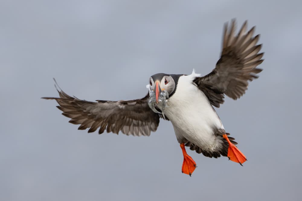 Puffin's Plastic Predicament by John Fan — canvas wall art