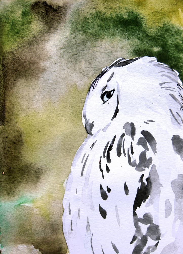 Watercolor Snowy Owl by Christine Lindstrom — canvas wall art