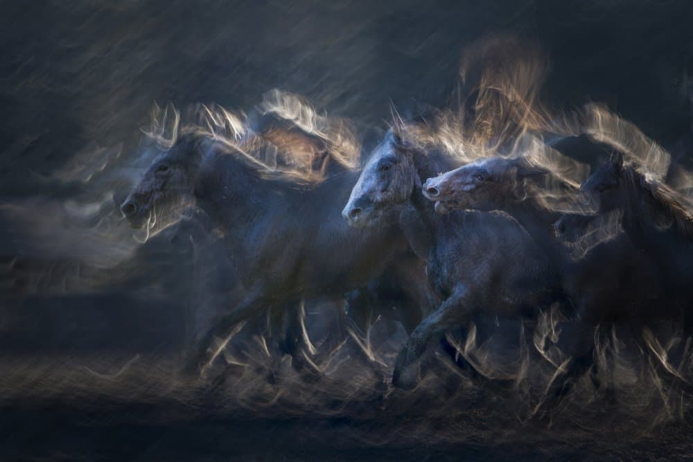 Dynamic Wild Horses by Milan Malovrh — canvas wall art