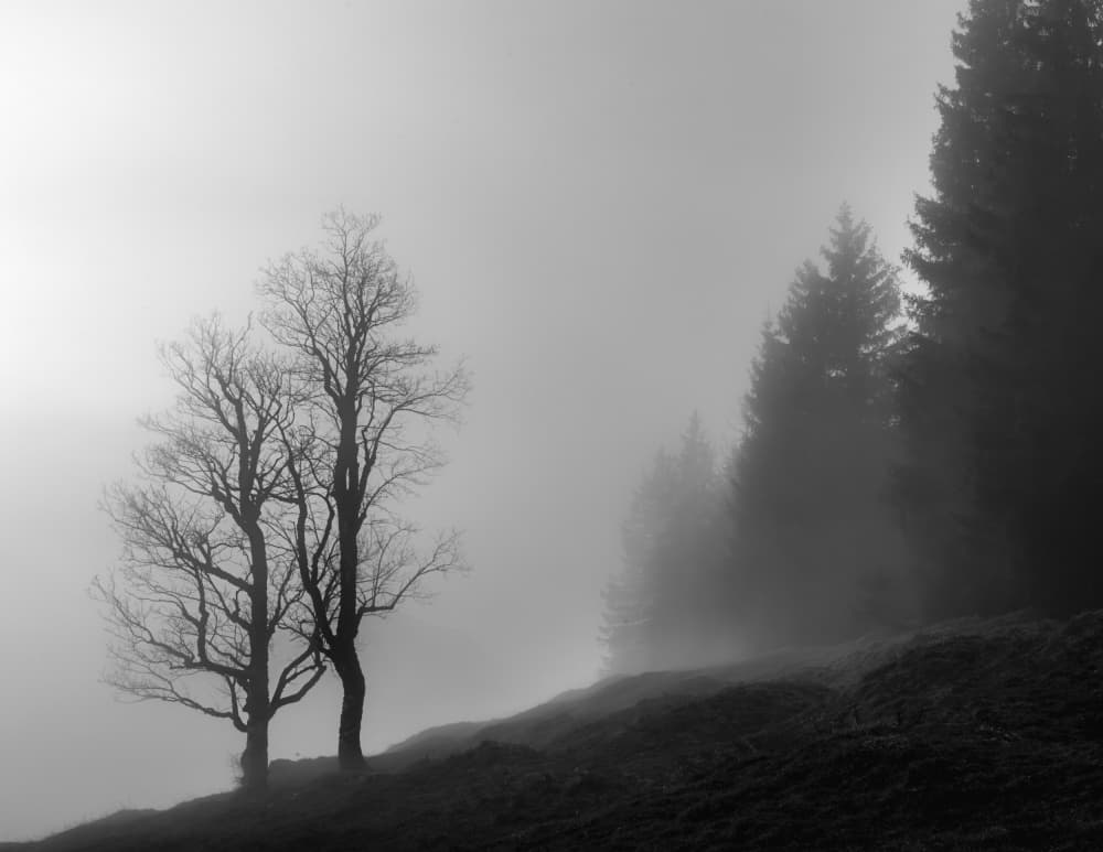 Trees in Winter Fog by Andy Dauer — canvas wall art