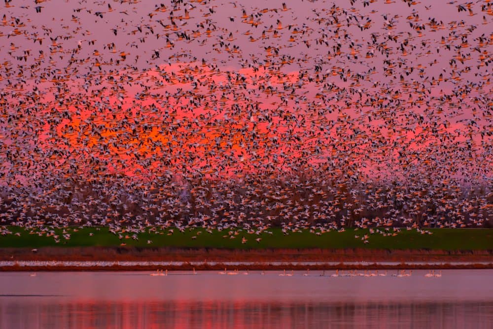 Sunset Bird Flock by Sophia Li — canvas wall art