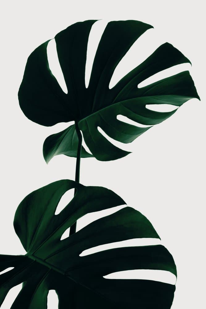 Deep Green Monstera Leaves by Pictufy Studio III — canvas wall art