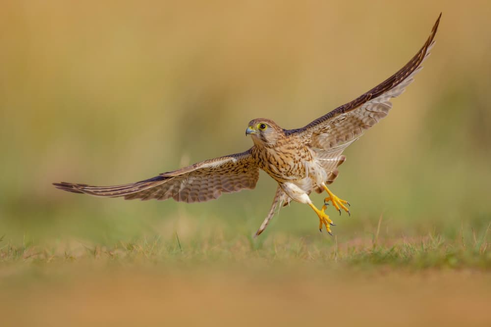 Kestrel's Golden Flight by David Manusevich — canvas wall art