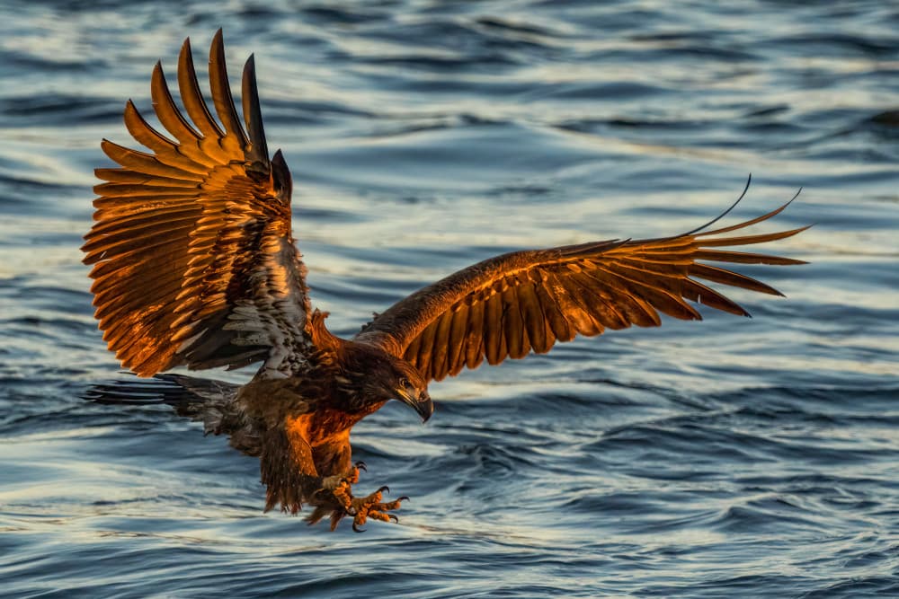 Golden Hour Eagle Flight by John Fan — canvas wall art