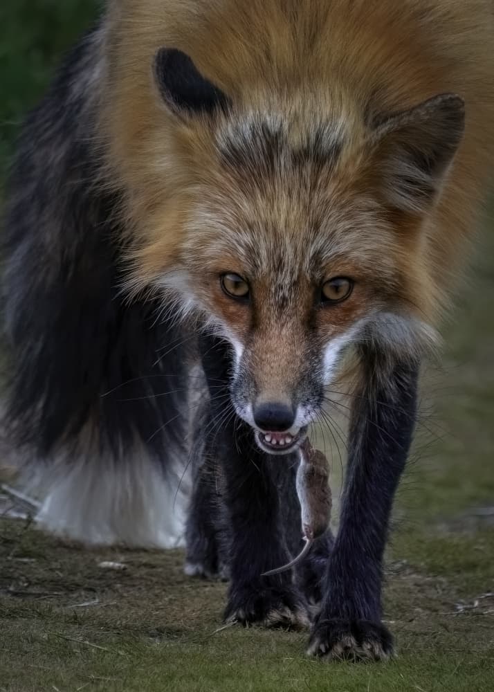 Red Fox With Mouse by Hanping Xiao — canvas wall art