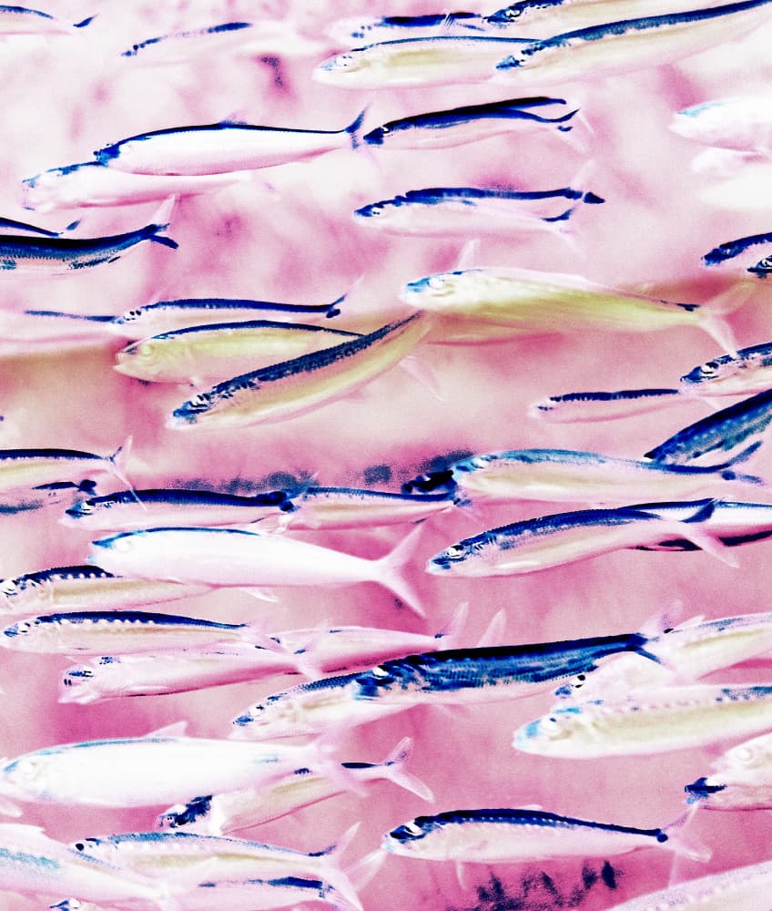 Pink And Blue School by Uma Gokhale — canvas wall art