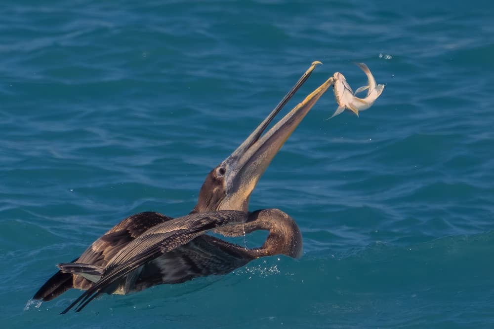 Pelican Catches Fish by John Fan — canvas wall art