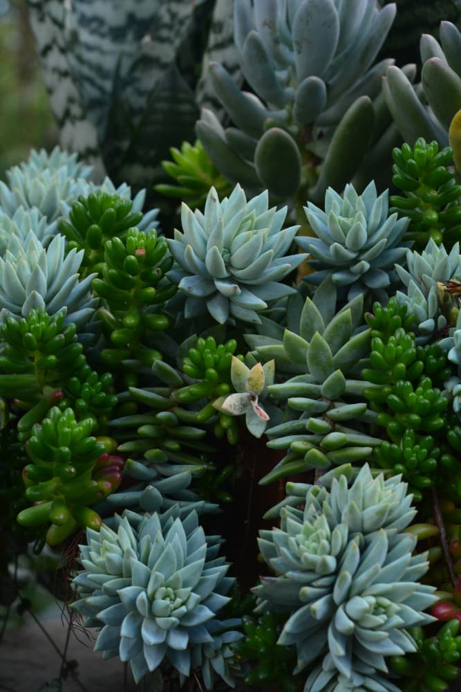 Lush Succulent Garden by Olivia Joy StClaire — canvas wall art