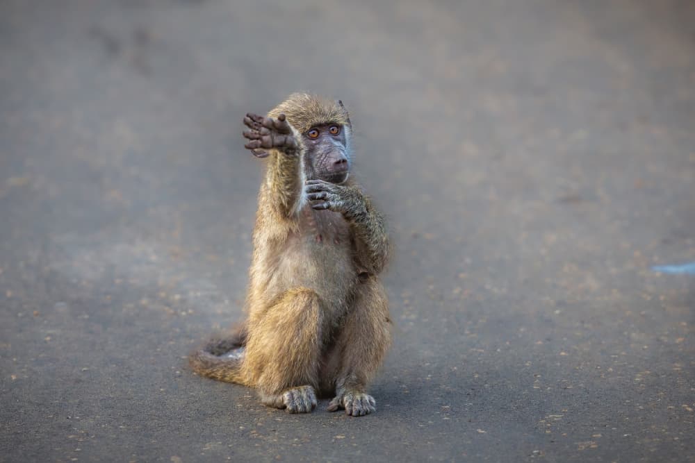 Curious Young Baboon by Jeffrey C. Sink — canvas wall art