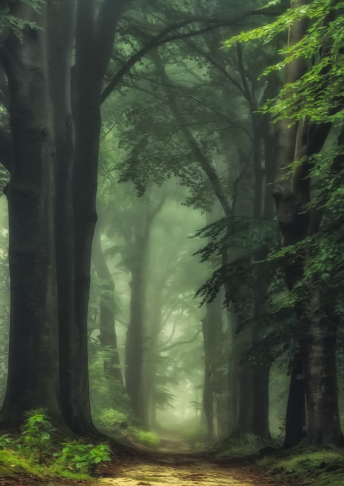 Misty Forest Path by Hilda van der Lee — canvas wall art