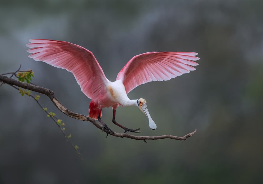 Roseate Spoonbill Landing by Sheila Xu — canvas wall art