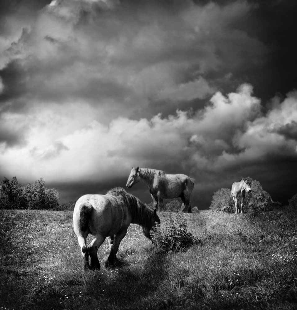 Horses Under Dramatic Skies by Piet Flour — canvas wall art
