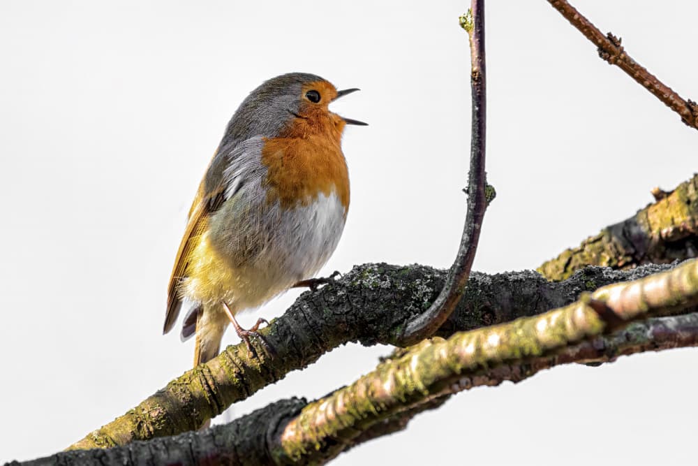 Robin's Morning Song by Ute Jackisch — canvas wall art