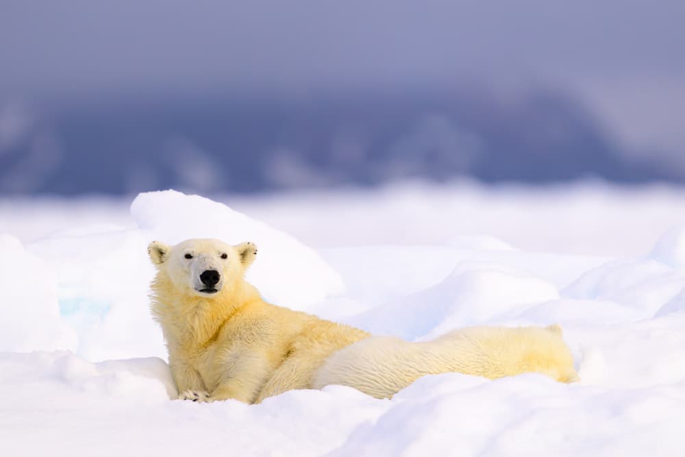 Majestic Arctic Bear by Som Prasad — canvas wall art