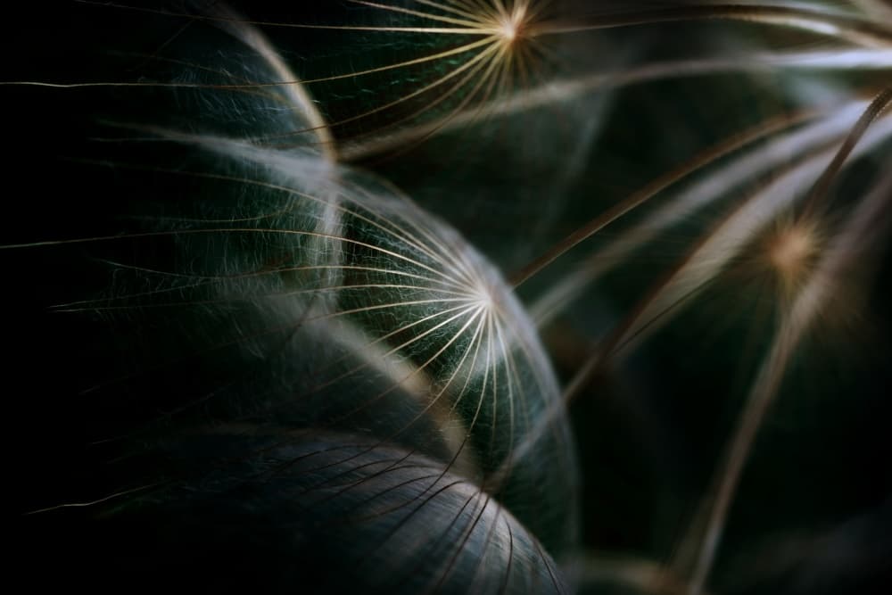 Glowing Dandelion Seeds by Antonio Grambone — canvas wall art