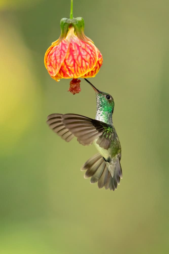 Hummingbird Nectar Feast by Milan Zygmunt — canvas wall art