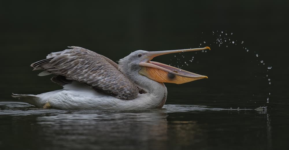 Pelican Water Splash by C.S. Tjandra — canvas wall art
