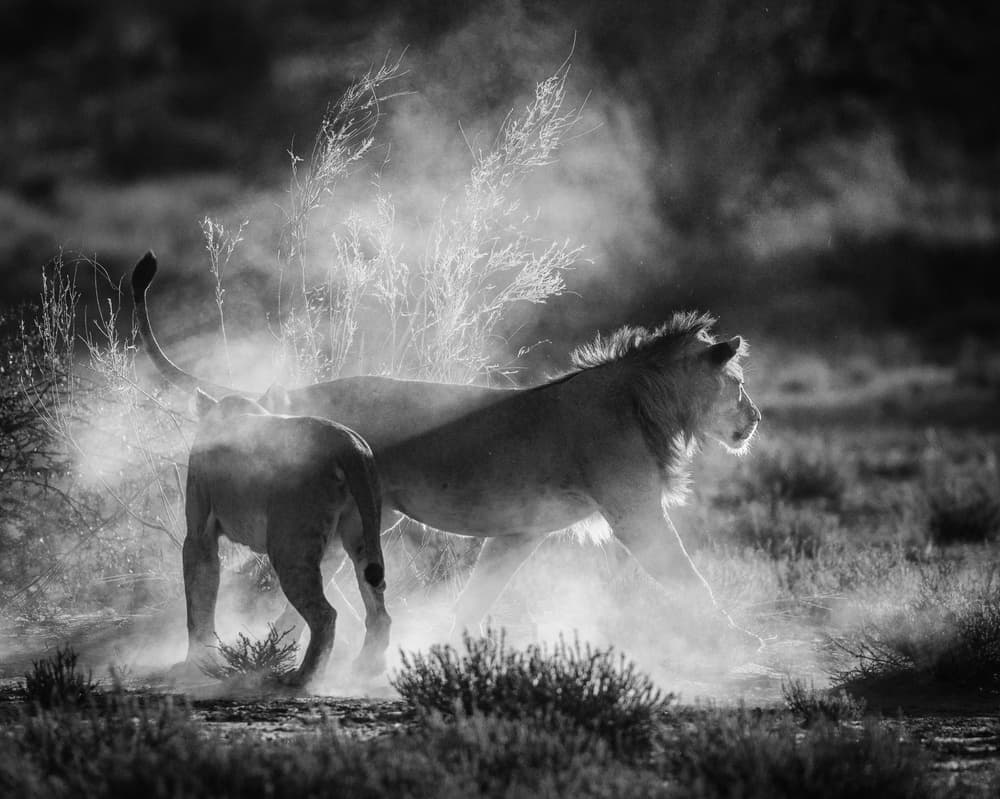 Backlit Dusty Lions by Jaco Marx — canvas wall art