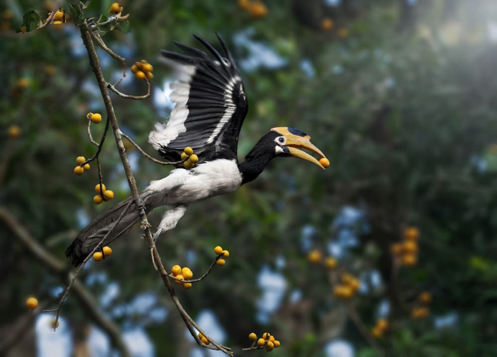Vibrant Hornbill in Flight by Anita Singh — canvas wall art