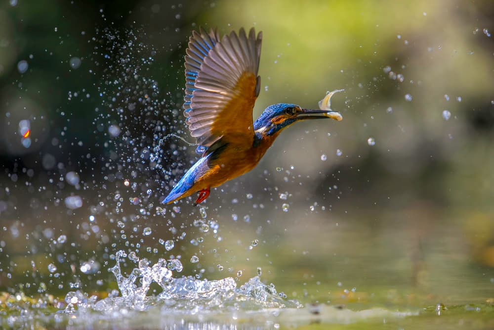 Kingfisher Splash Catch by Marco Redaelli — canvas wall art