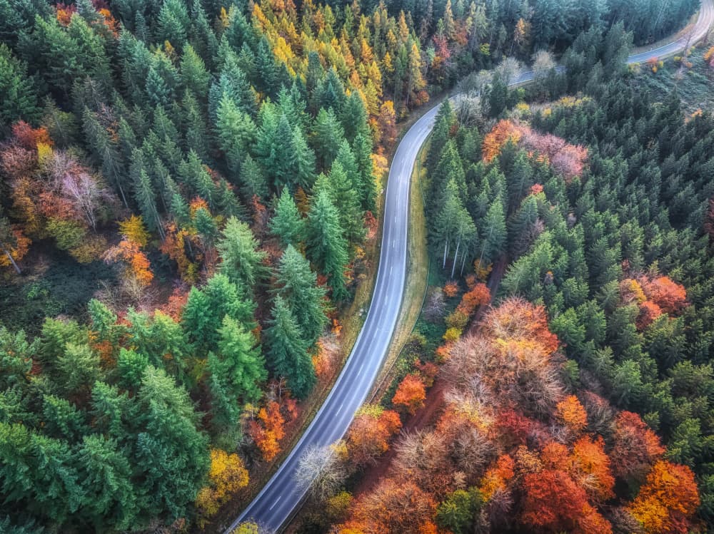 Winding Autumn Forest Road by Guy Krier — canvas wall art