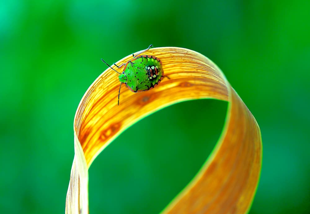 Green Bug on Golden Leaf by Thierry Dufour — canvas wall art