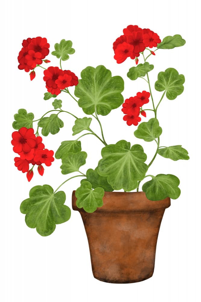 Vibrant Geranium Blooms by EMELIEmaria — canvas wall art