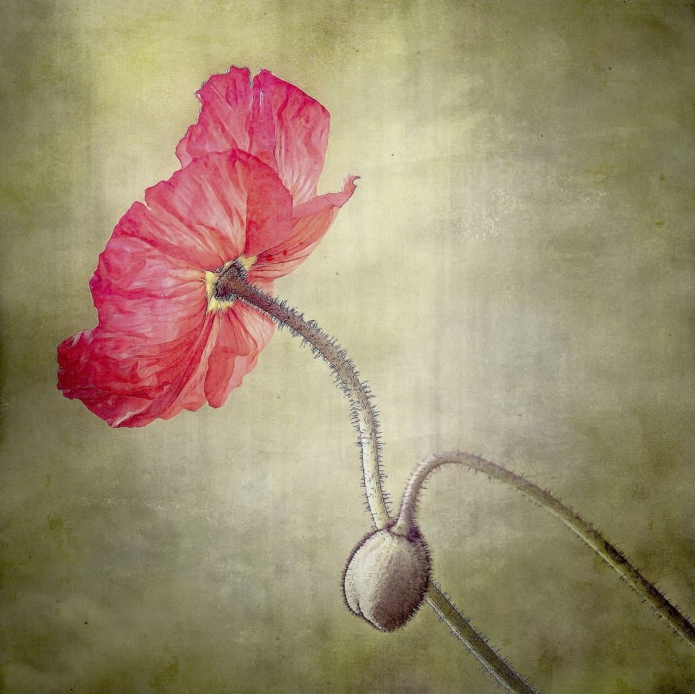 Graceful Poppy Bloom by Anna Cseresnjes — canvas wall art