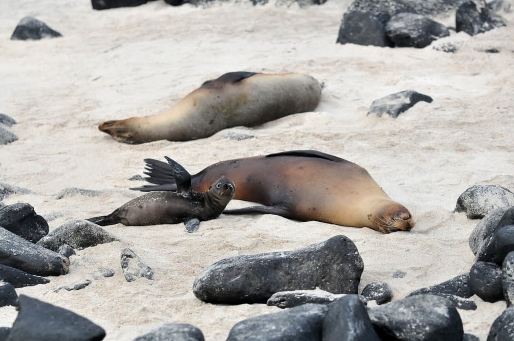 Sea Lion Pup Beach Nap by Ilan Ben Tov — canvas wall art
