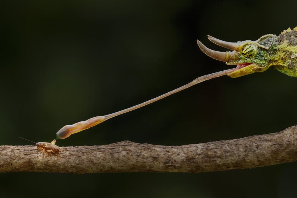 Chameleon Tongue Strike by Gatot Herliyanto — canvas wall art