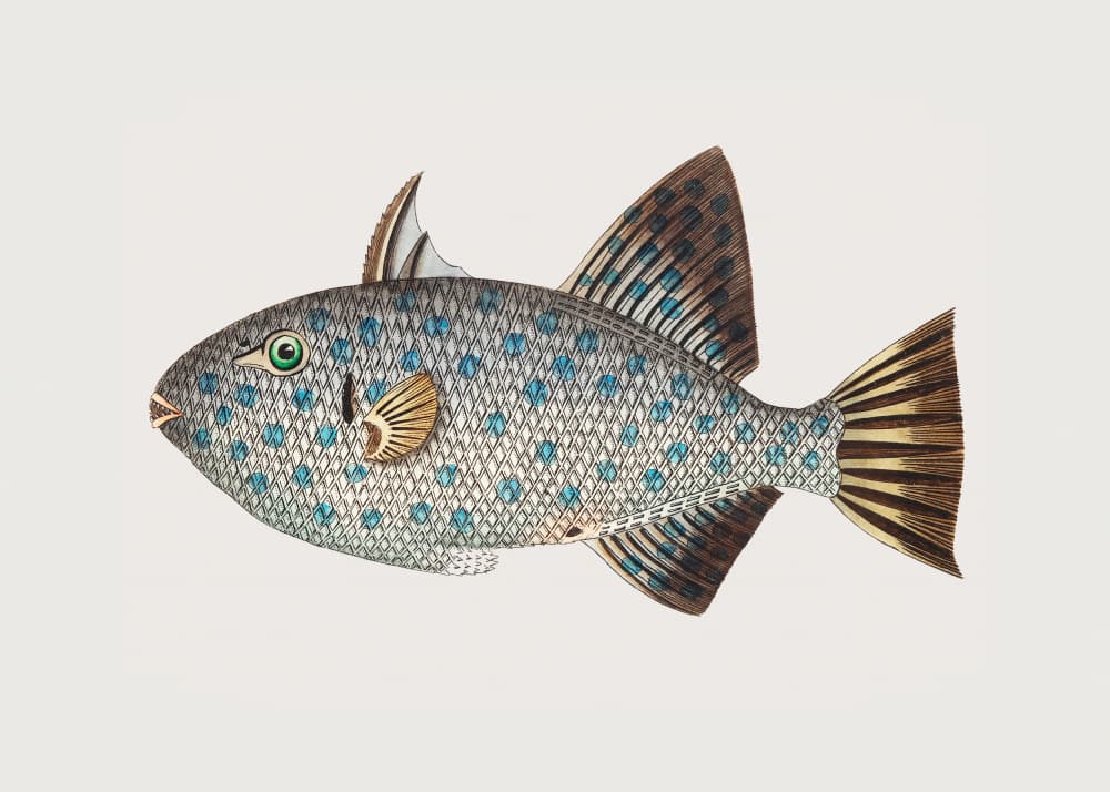 Spotted Balisted by George Shaw — canvas wall art