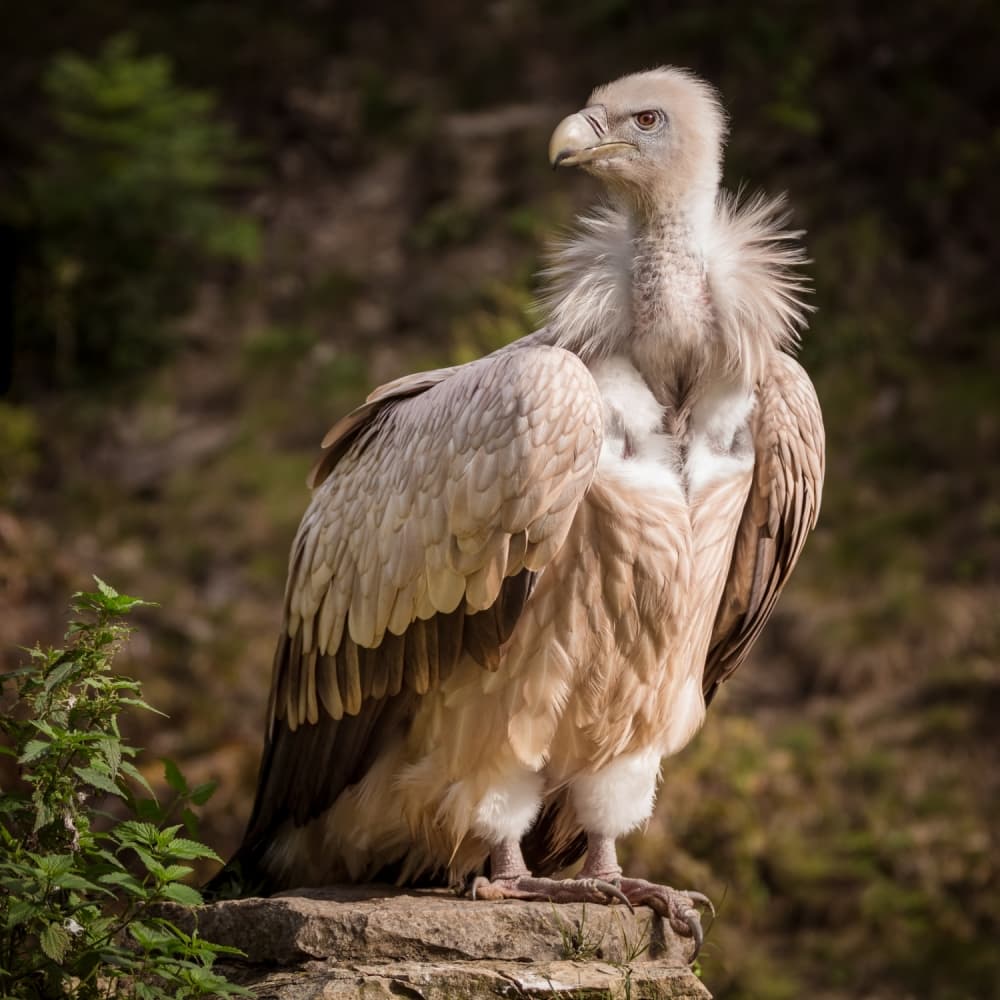 Majestic Griffon Vulture by Sebastian Graf — canvas wall art