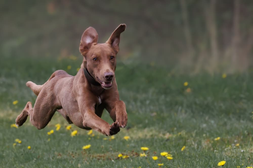 Happy Dog Leap by David Bennion — canvas wall art