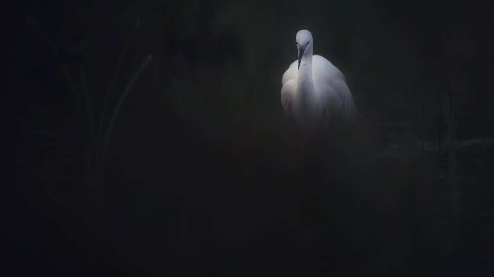 Elegant White Egret by David Manusevich — canvas wall art