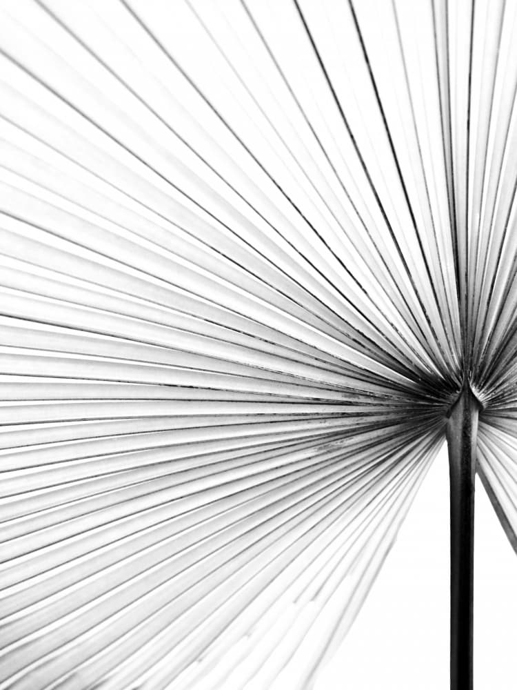 Palm Leaf Lines by Magda Izzard — canvas wall art